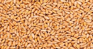 July 19, 2025 – Wheat Prices Soar in UP Mandis: Cross ₹2600 in Many Markets, Farmers Rejoice